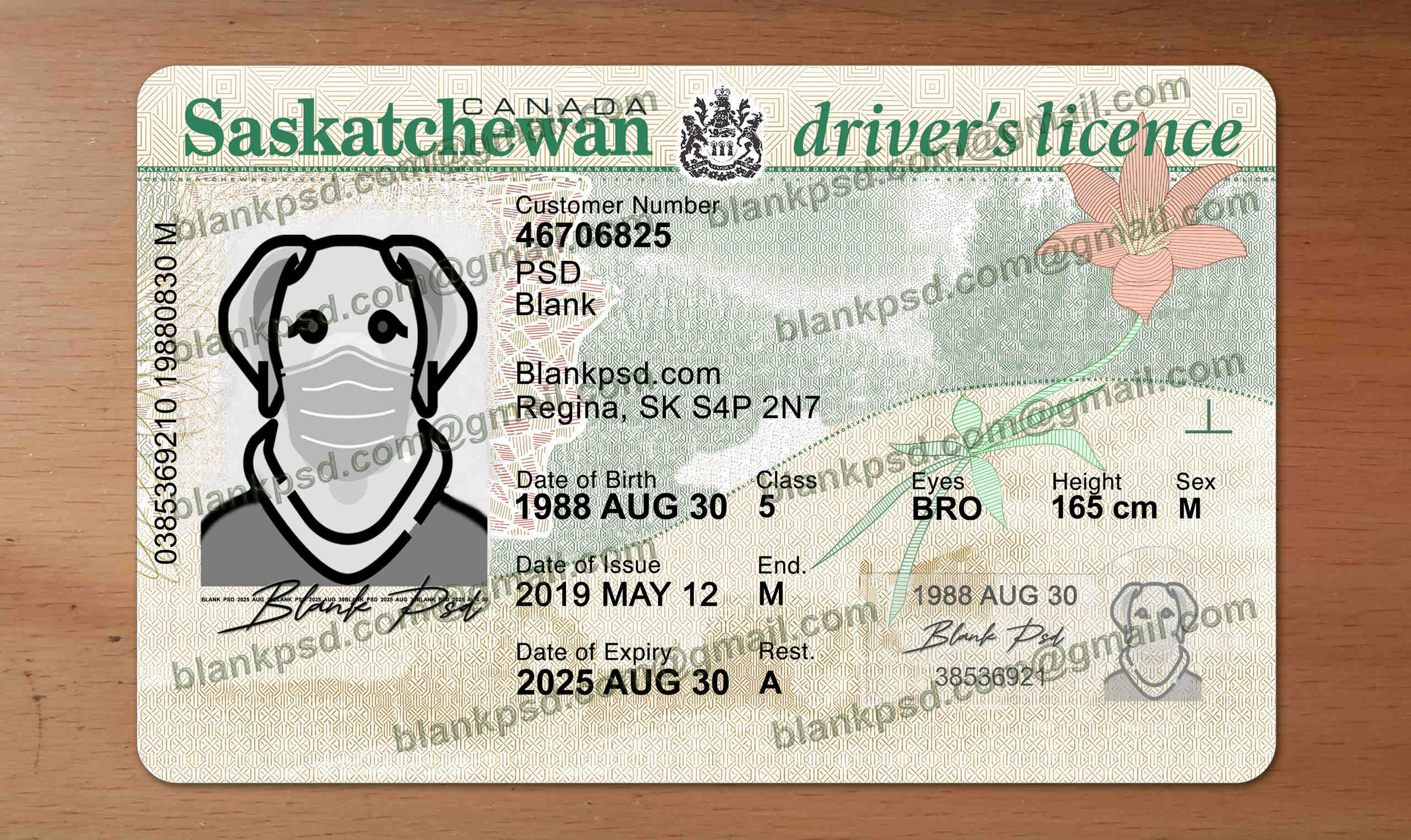 saskatchewan-drivers-license-template-new-v1-blank-psd